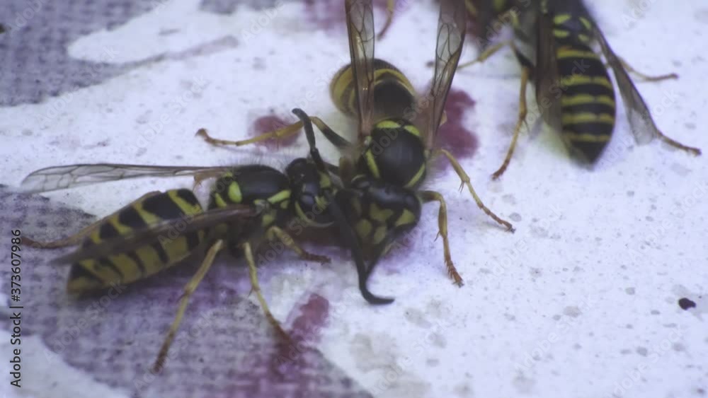 Close up on two wasps eating something on a white piece of paper Close up on two wasps eating something on a white piece of paper