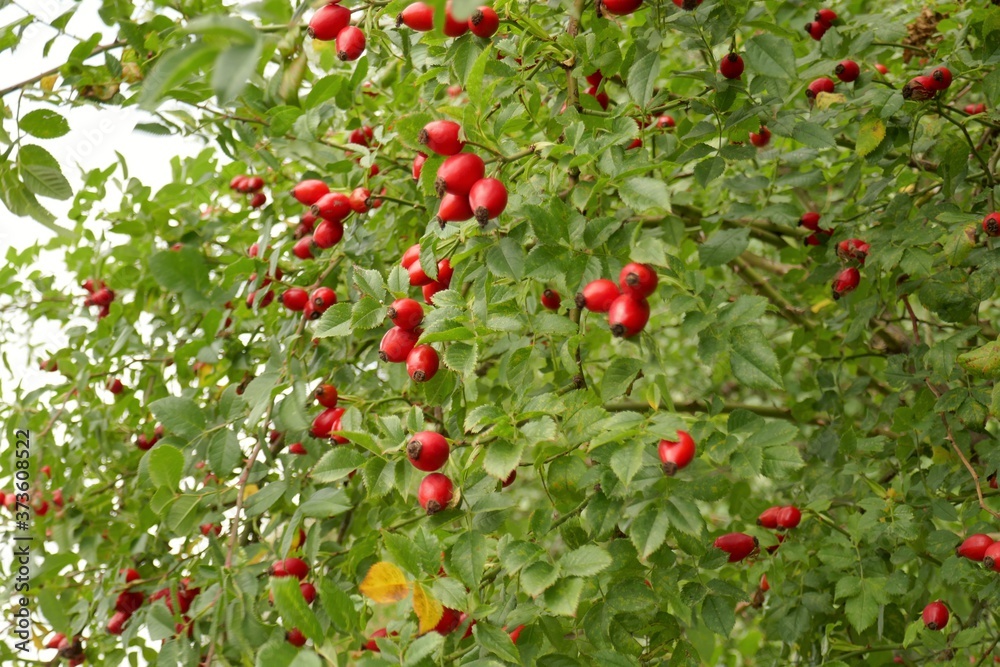 Rosehip red berries on a green bush.Rosehip plant.Useful  plants.	