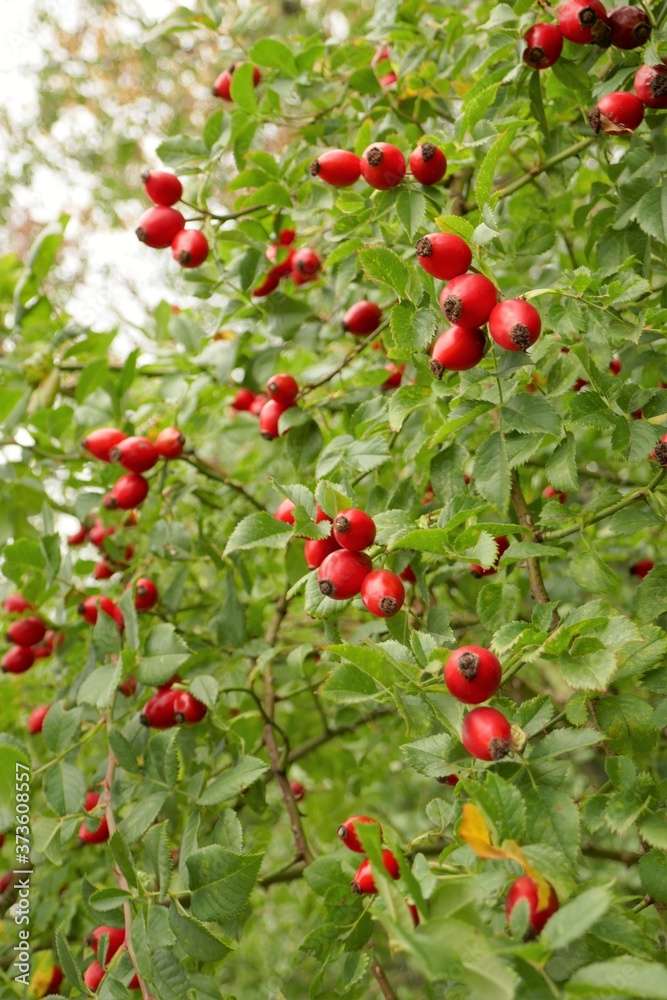 Rosehip red berries on a green bush.Rosehip plant.Useful berries 