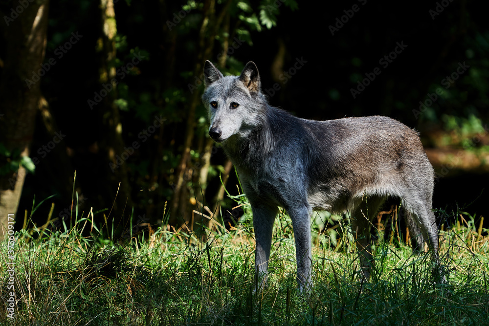 Fototapeta premium Wolf (Canis lupus)