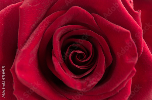 Soft floral red background. Macro blur flower. Red velvet rose.