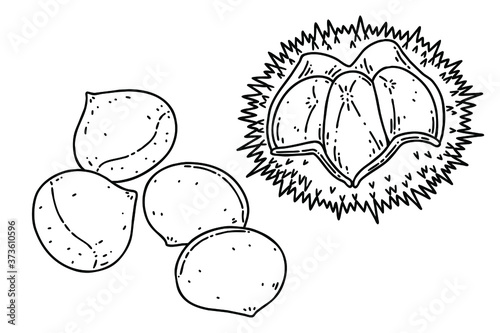 Chestnuts and chestnut bur. Vector line art illustrations set.