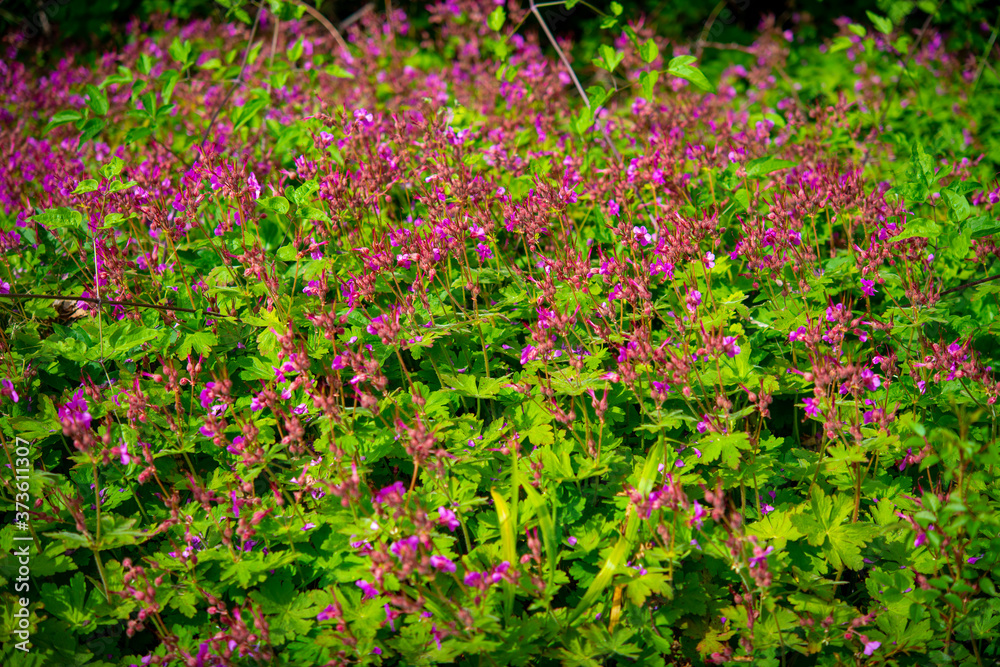 multicolored and fragrant flowers on the plain on a beautiful summer day