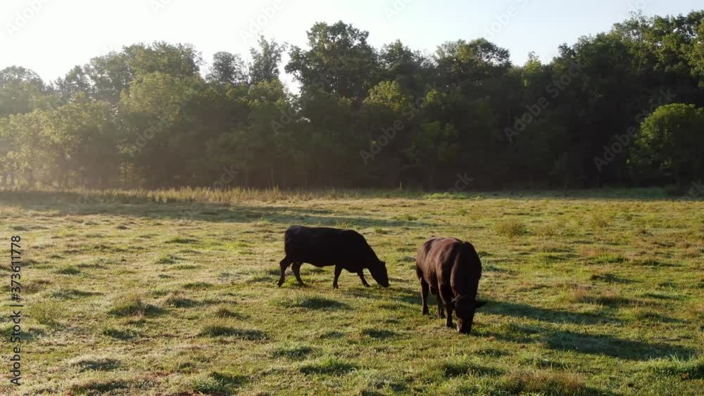 Two black Angus bulls, cows grazing on grass in meadow, dew, fog, hazy summer morning light, rural agriculture, animal, cattle and livestock theme Two black Angus bulls, cows grazing on grass in meadow, dew, fog, hazy summer morning light, rural agriculture, animal, cattle and livestock theme