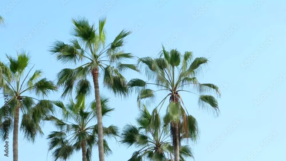 Tropical palm trees. Green palm tree on blue sky background. summer vacation tropical paradise. copy space Tropical palm trees. Green palm tree on blue sky background. summer vacation tropical paradise. copy space