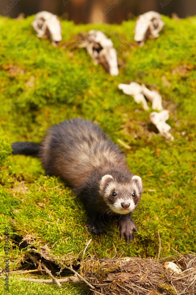 Dark sable ferret posing as a hunting predator in forest moss decorated with prey skulls Dark sable ferret posing as a hunting predator in forest moss decorated with prey skulls