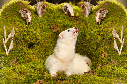 Silver ferret posing as a hunting predator in forest moss decorated with prey skulls