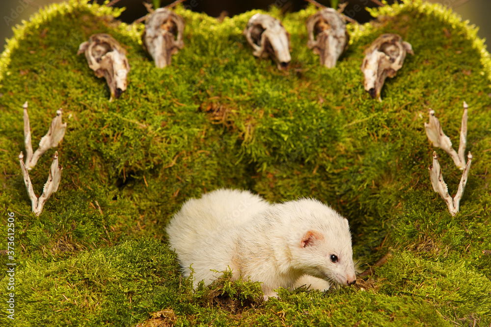 Silver ferret posing as a hunting predator in forest moss decorated with prey skulls Silver ferret posing as a hunting predator in forest moss decorated with prey skulls