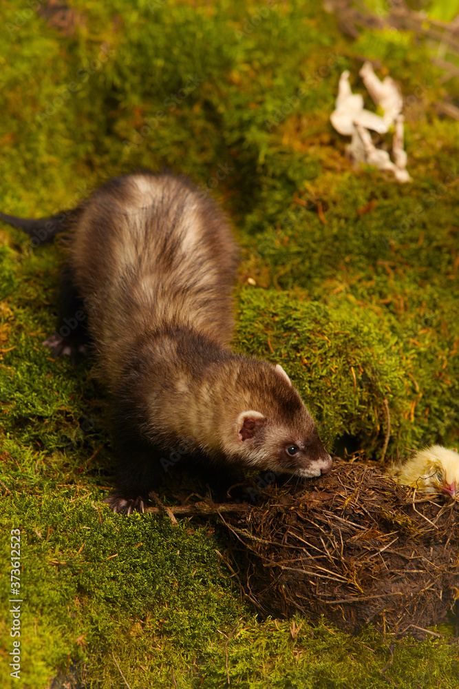 Dark sable ferret posing as a hunting predator in forest moss decorated with prey skulls Dark sable ferret posing as a hunting predator in forest moss decorated with prey skulls