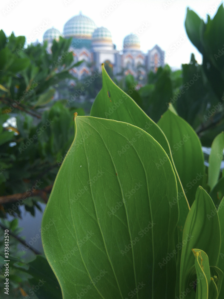 gorgeous green leaves against a large blurry building background