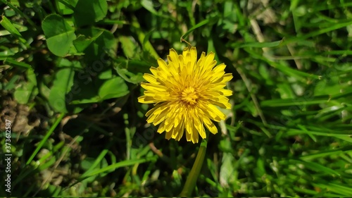 yellow dandelion flower