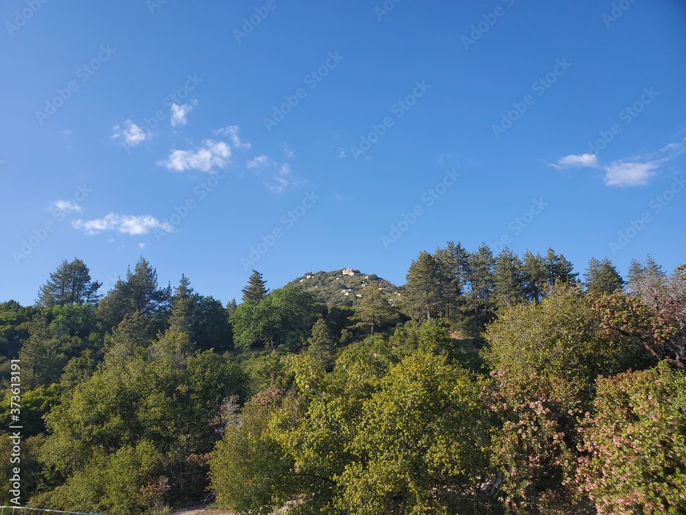 forest and sky