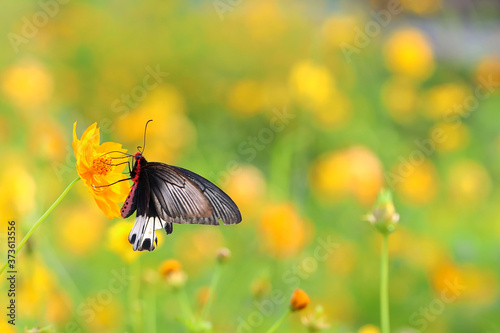 Beautiful butterfly on the flower, Nature background