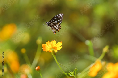 Beautiful butterfly flying in the garden. © Passakorn