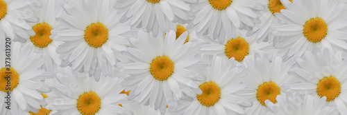 Floral background from daisies.