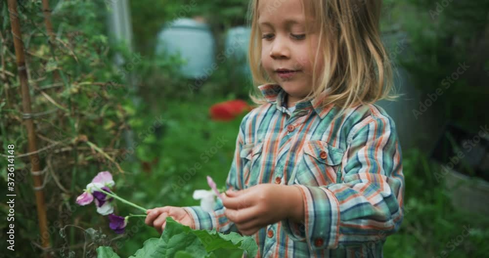 Preschooler picking flowers in vegetable garden Preschooler picking flowers in vegetable garden