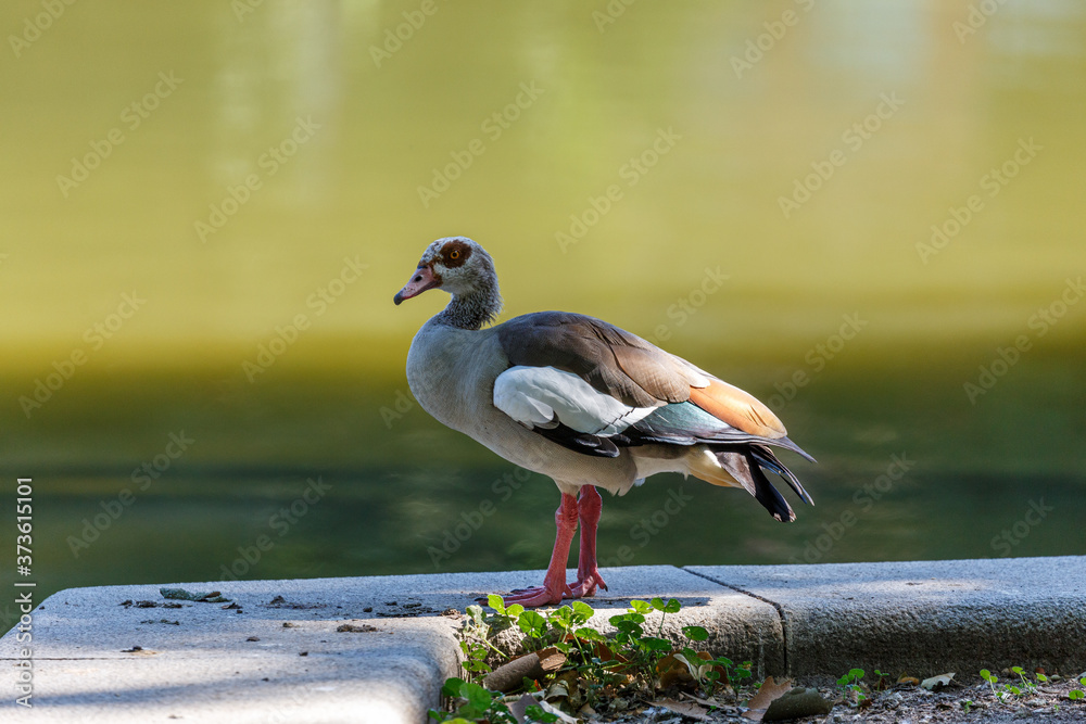 Egyptian goose near to the water Egyptian goose near to the water