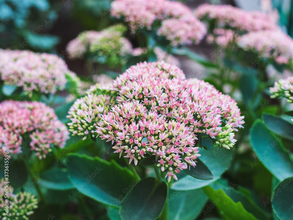 Obraz premium flowering plants from the genus succulent - sedum, close-up on a flower bed