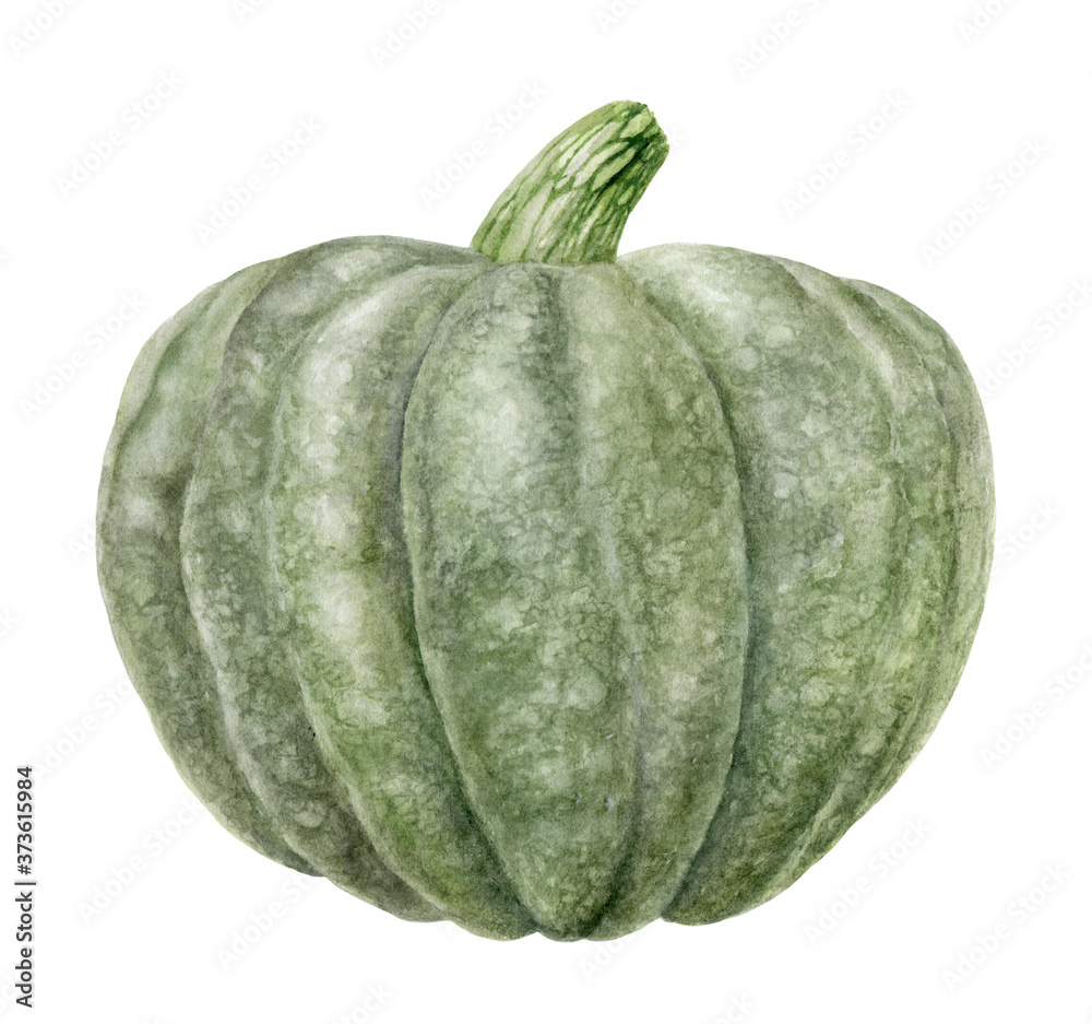 Pumpkin watercolor illustration isolated on white background Pumpkin watercolor illustration isolated on white background