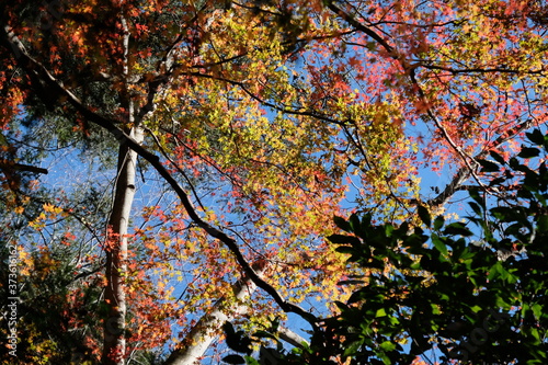                               Takao Mountain  Orange color leaves  autumn time Japan 