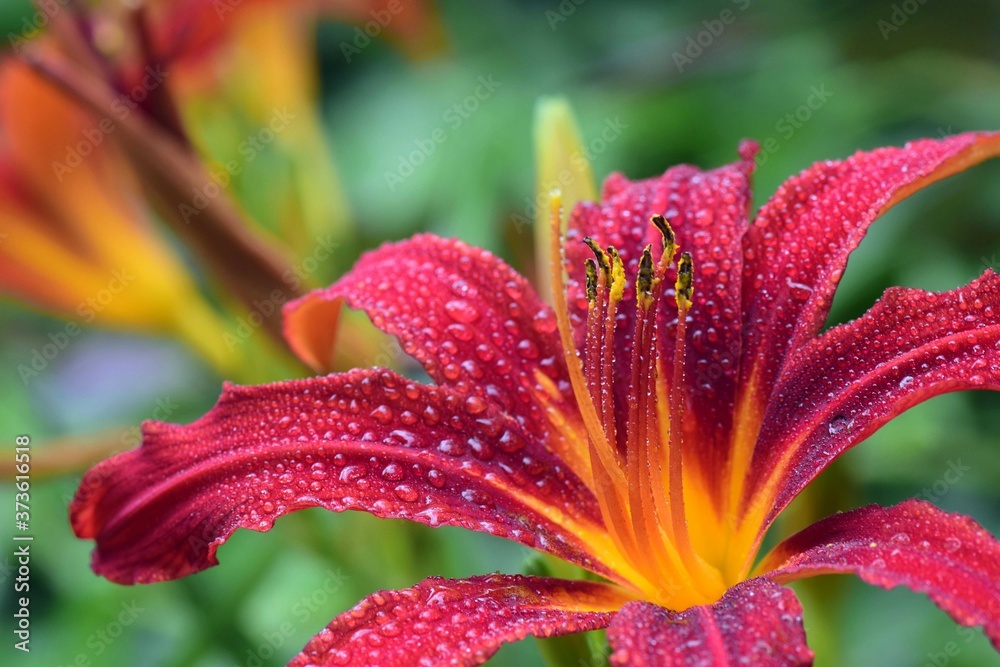 red flower with water drops red flower with water drops