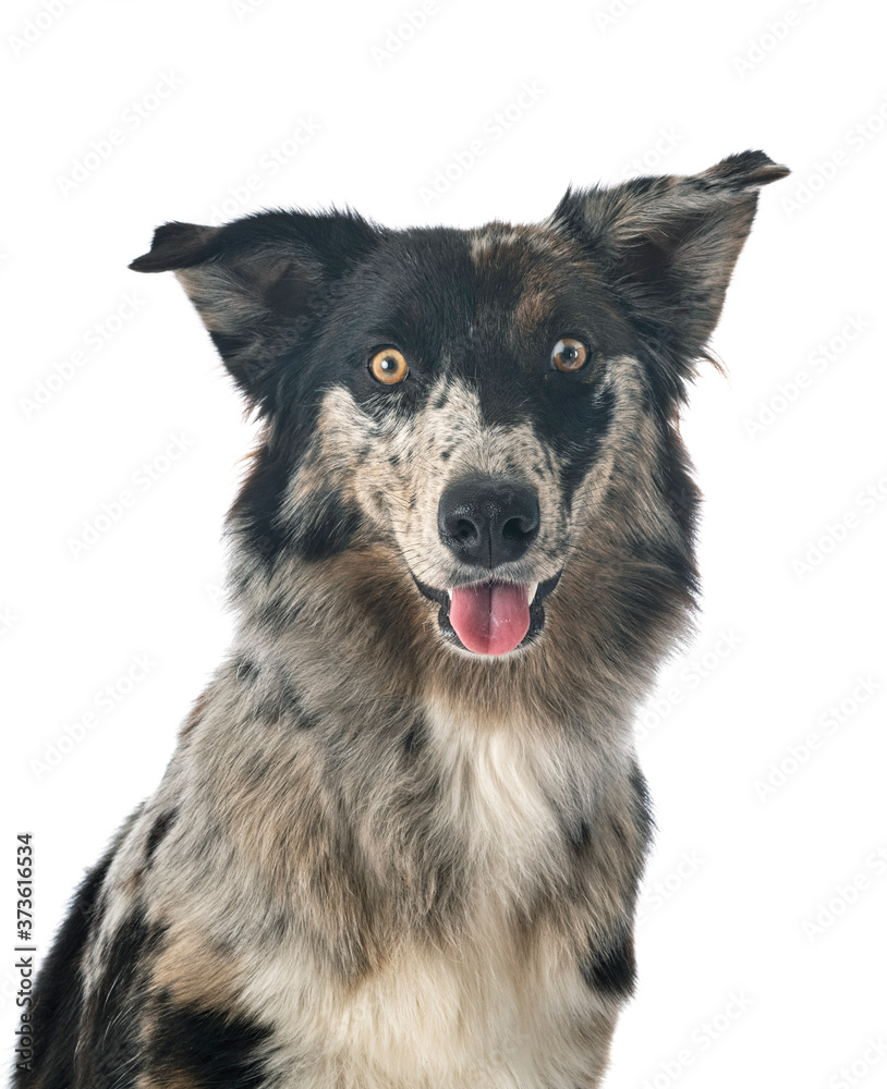australian shepherd in studio australian shepherd in studio