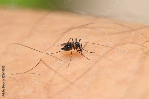 Aedes albopictus mosquito sucking some blood from human skin. The 1 of 2 main vector that spread dengue, zika, chikungunya, mayaro and yellow fever viruses to human
