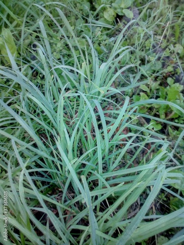 green grass background