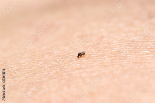Foto Black fly (gnat) sucking blood