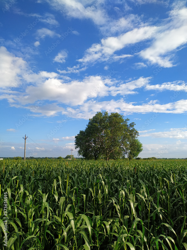 Millet field and bodhi tree on blue sky background with white clouds Millet field and bodhi tree on blue sky background with white clouds