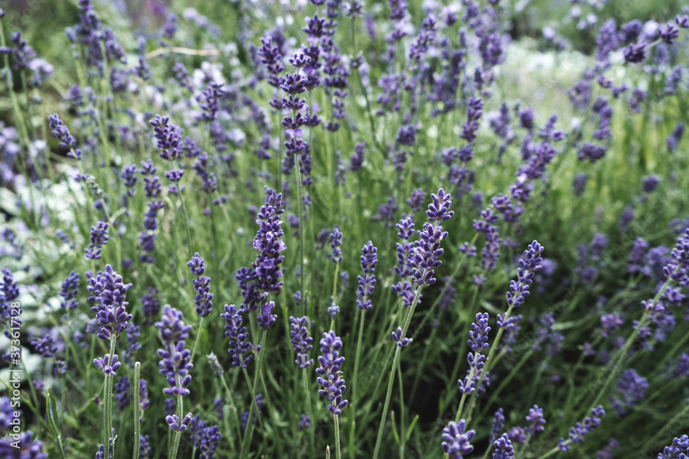 Beautiful blooming Lavender flowers herbs with green leaves. Closeup photo Beautiful blooming Lavender flowers herbs with green leaves. Closeup photo