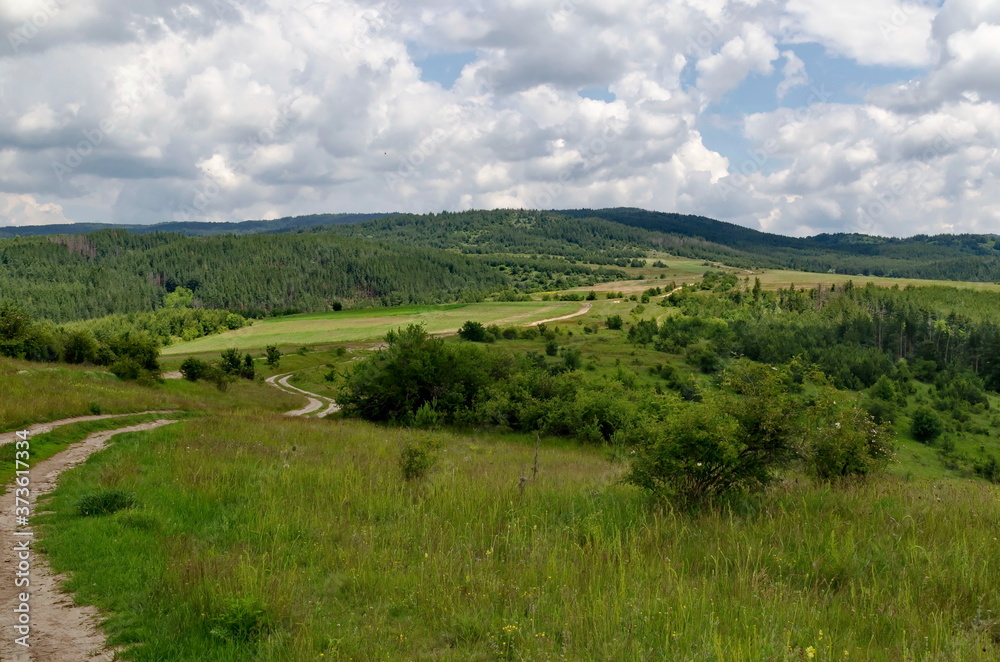 Coniferous forest, fresh meadows, various grasses with blooming wild flowers and a winding road in the mountain Plana, Bulgaria Coniferous forest, fresh meadows, various grasses with blooming wild flowers and a winding road in the mountain Plana, Bulgaria