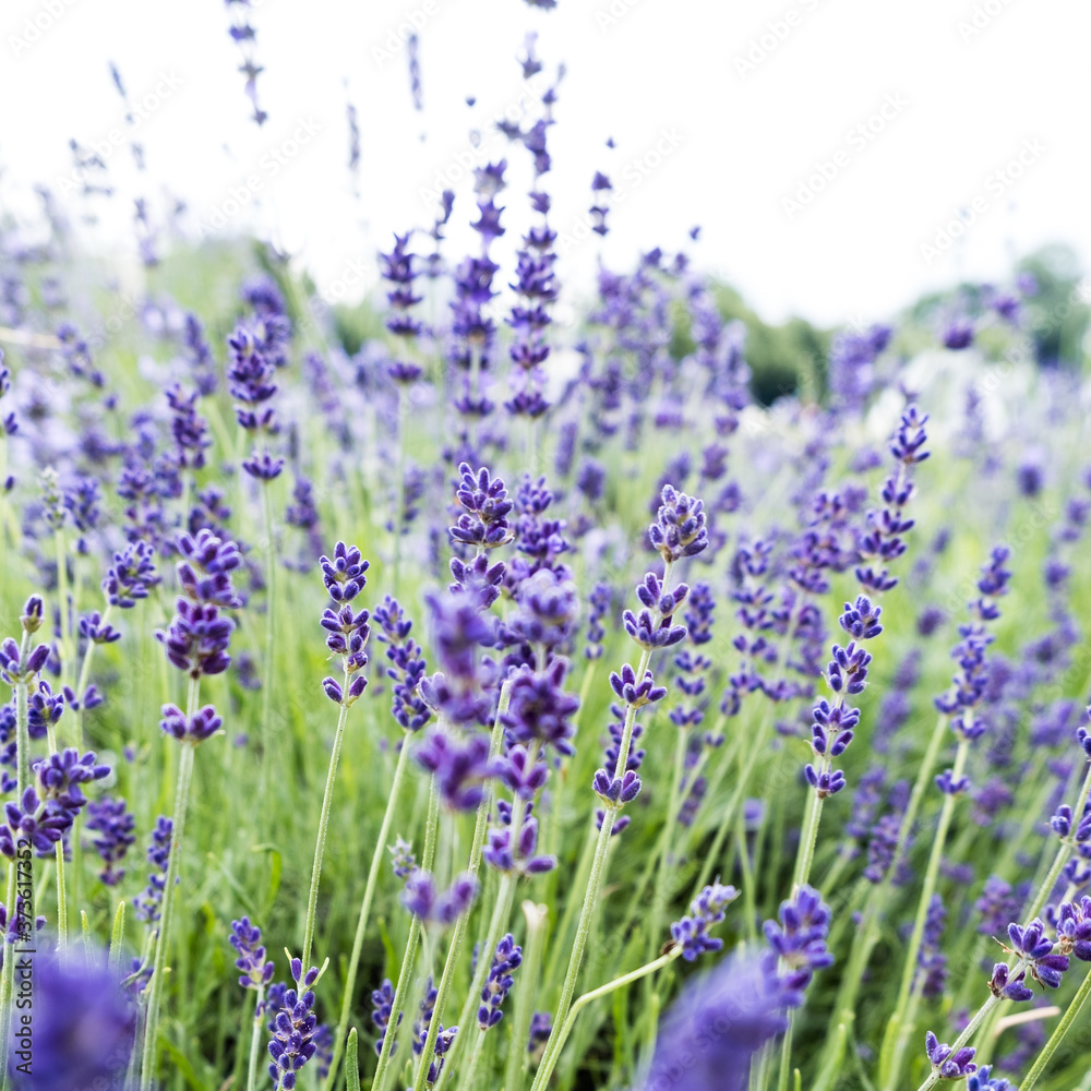 Naklejka premium Beautiful blooming Lavender flowers herbs with green leaves. Closeup photo