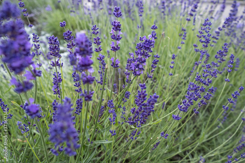 Beautiful blooming Lavender flowers herbs with green leaves. Closeup photo