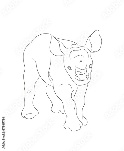 baby rhino vector illustration  line drawing  vector