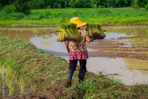 Transporting Bundles of Rice