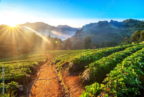 Scenery of strawberry fields growing on the mountain in a foggy morning in Doi Ang Khang, Thailand. photo