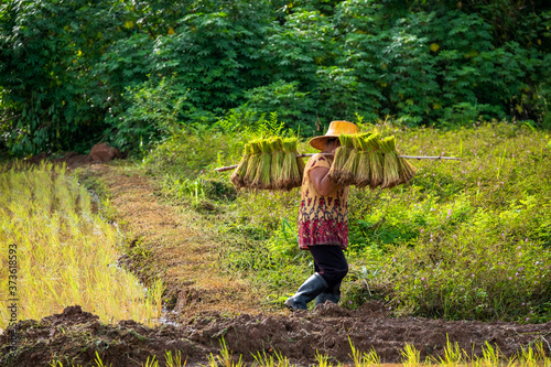 Transplanting Rice