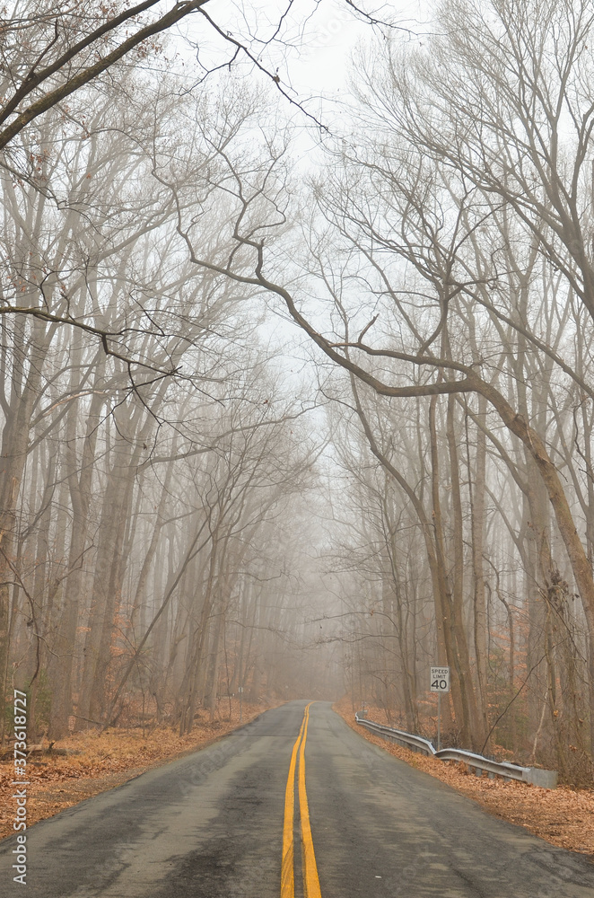 Fototapeta premium The foggy road into the autumn forest