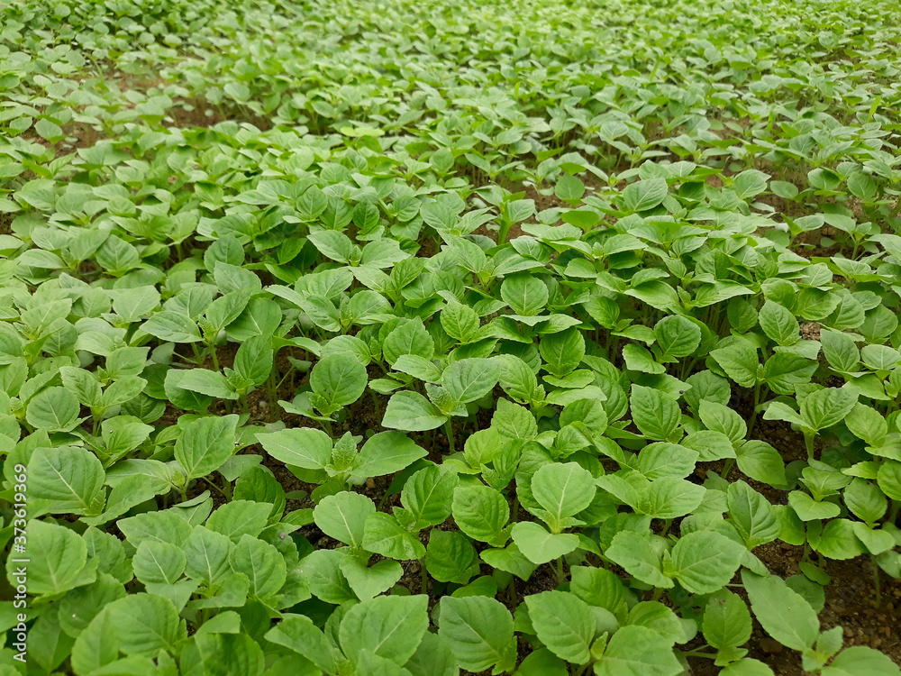 Perilla seedlings grown by sowing seeds in rural areas. Perilla seedlings grown by sowing seeds in rural areas.