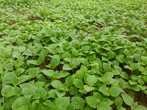 Perilla seedlings grown by sowing seeds in rural areas.