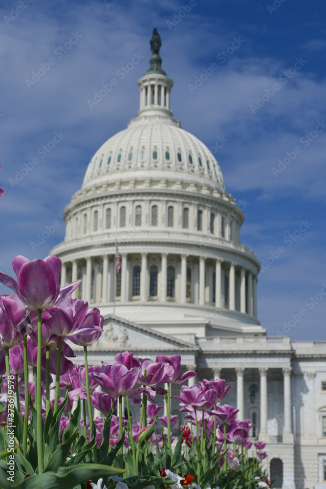 Obraz premium United States Capitol Building and tulips - Washington D.C. United States of America