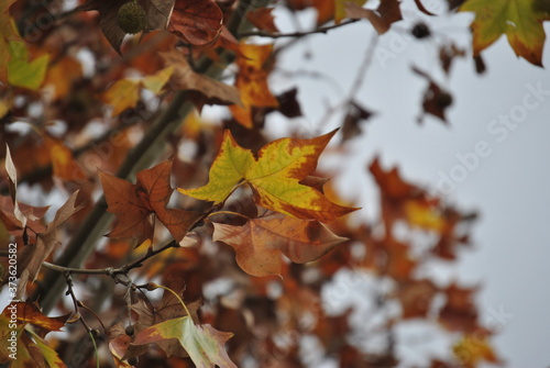 red autumn leaves