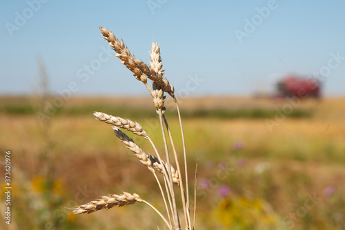 harvesting grain crops in the field with combine harvesters