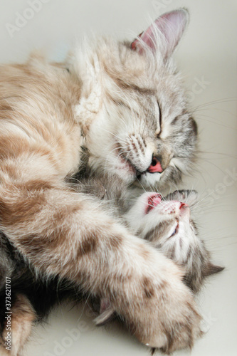 Mother cat and her kitten in love