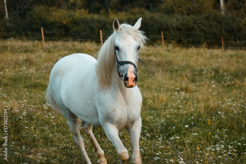 Beautiful white arabian horse mare running free on the meadow, pasture © Anna