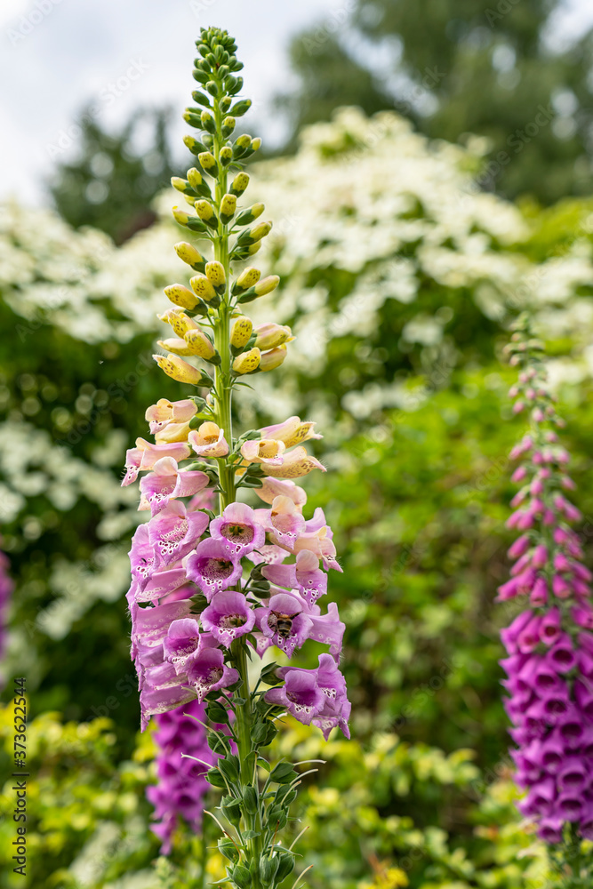 Obraz premium Details of the flower stems of a common foxglove or Digitalis purpurea, frequently visited by bees and bumblebees, in a beautiful garden near the village of Harkstede in Groningen..