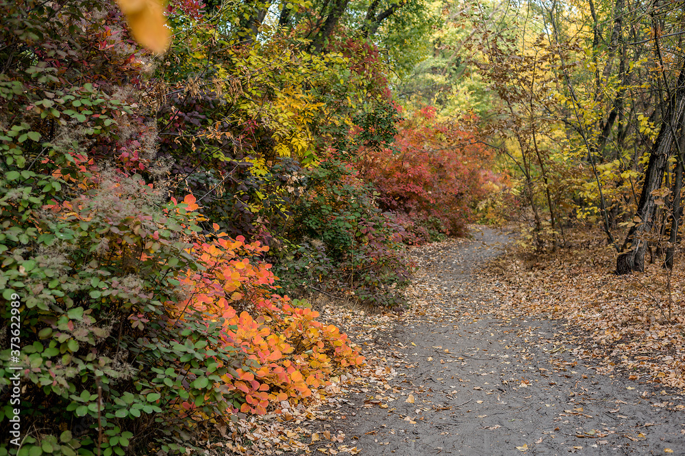 Wonderful Don autumn in a coastal grove. Wonderful Don autumn in a coastal grove.