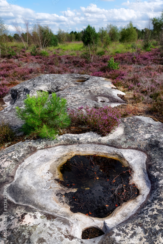 Heather and sad stone rocks in the ecological reserve of Coquibus. Hiking trail in Fontainebleau forest Heather and sad stone rocks in the ecological reserve of Coquibus. Hiking trail in Fontainebleau forest