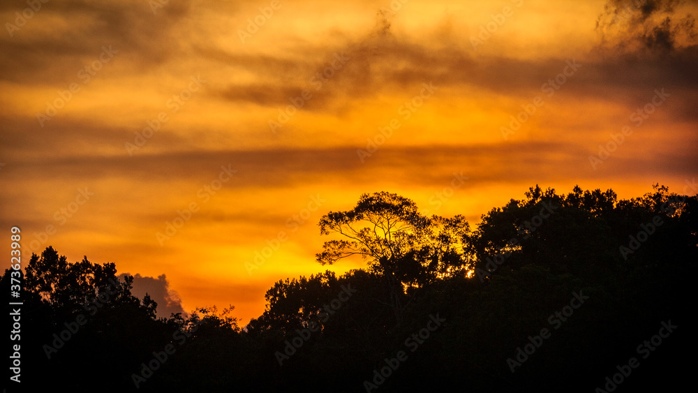 goldne hour along Rio Negro , Brazil